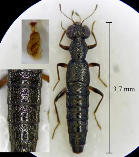 Stenus sp.